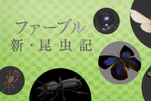 NHK ファーブル 新・昆虫記 AR