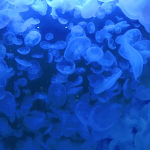 ドキュメント72時間 5000匹のクラゲが舞う大水槽